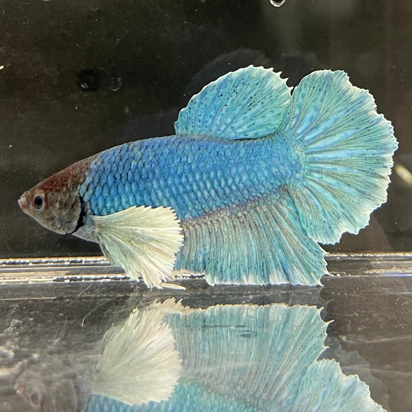 the-fish-farm Male Betta Male Betta - One Only - 9 Choose your favourite Male Betta from The Fish Farm Australia