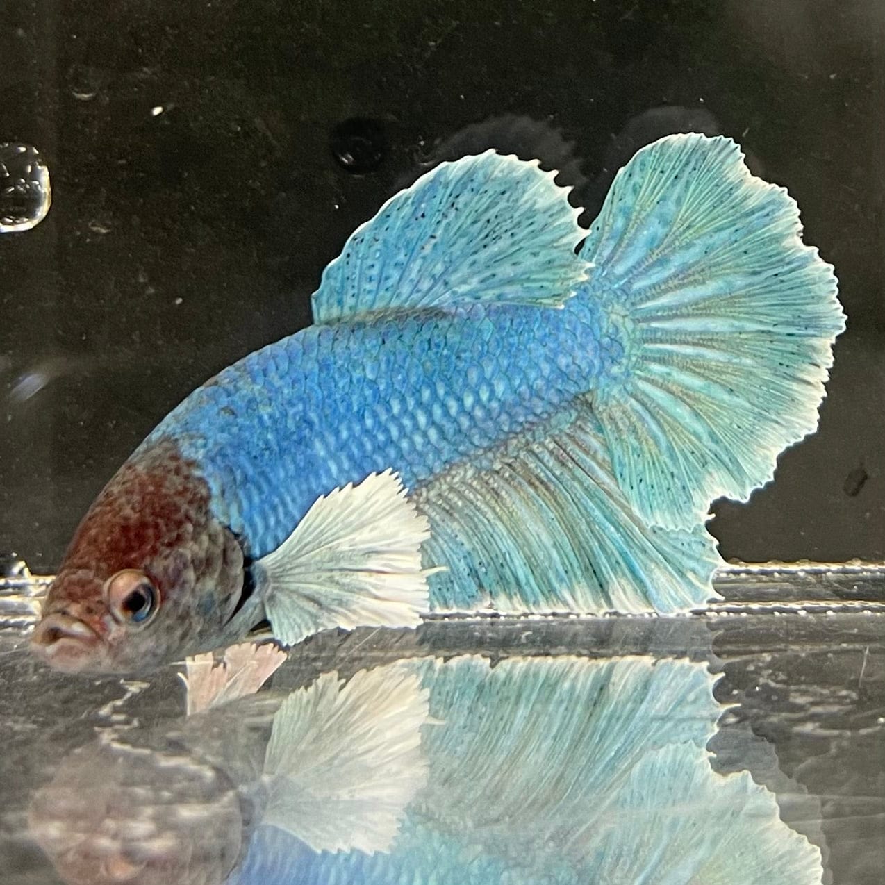 the-fish-farm Male Betta Male Betta - One Only - 9 Choose your favourite Male Betta from The Fish Farm Australia