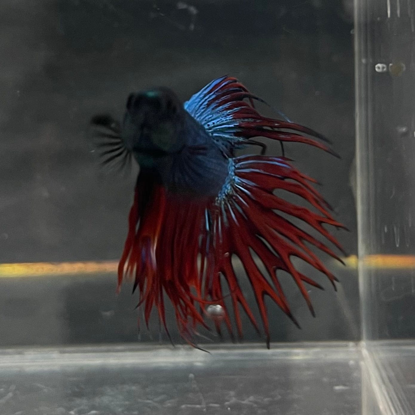 the-fish-farm Male Betta Male Betta - One Only - 9 Choose your favourite Male Betta from The Fish Farm Australia