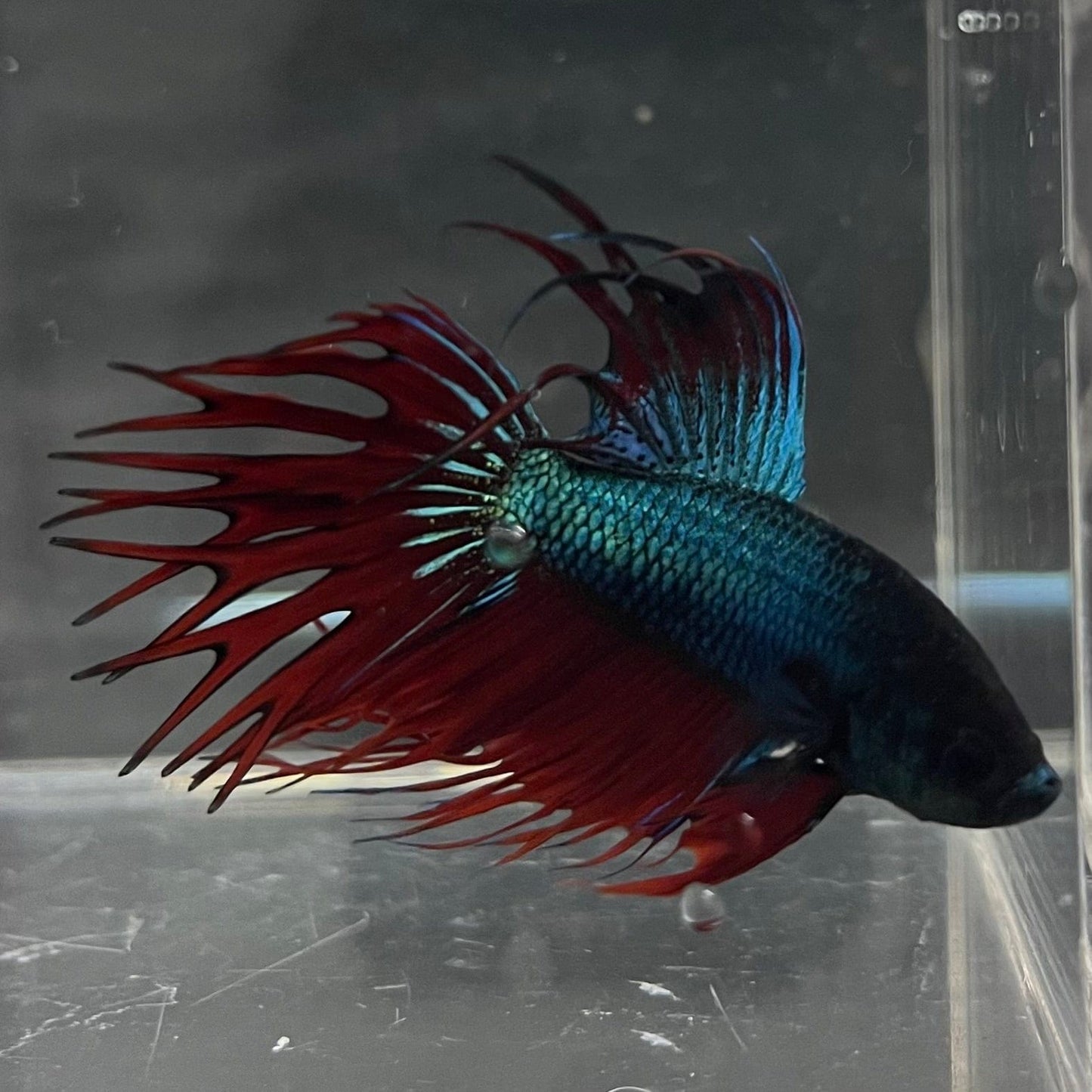 the-fish-farm Male Betta Male Betta - One Only - 9 Choose your favourite Male Betta from The Fish Farm Australia