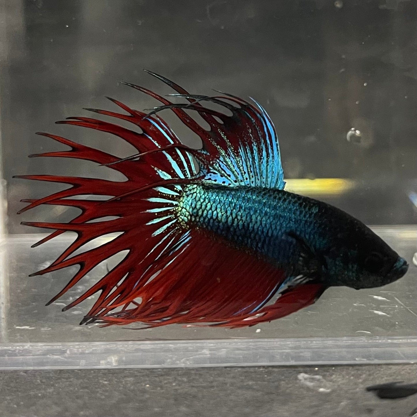 the-fish-farm Male Betta Male Betta - One Only - 9 Choose your favourite Male Betta from The Fish Farm Australia