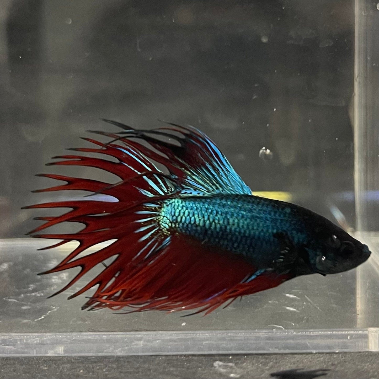 the-fish-farm Male Betta Male Betta - One Only - 9 Choose your favourite Male Betta from The Fish Farm Australia