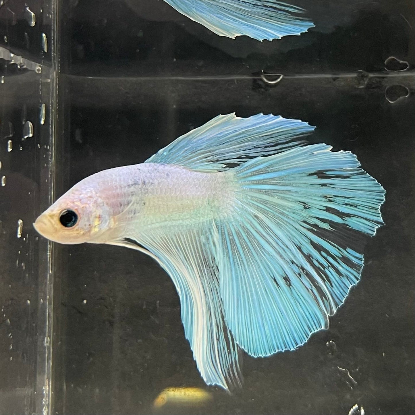 the-fish-farm Male Betta Male Betta - One Only - 9 Choose your favourite Male Betta from The Fish Farm Australia
