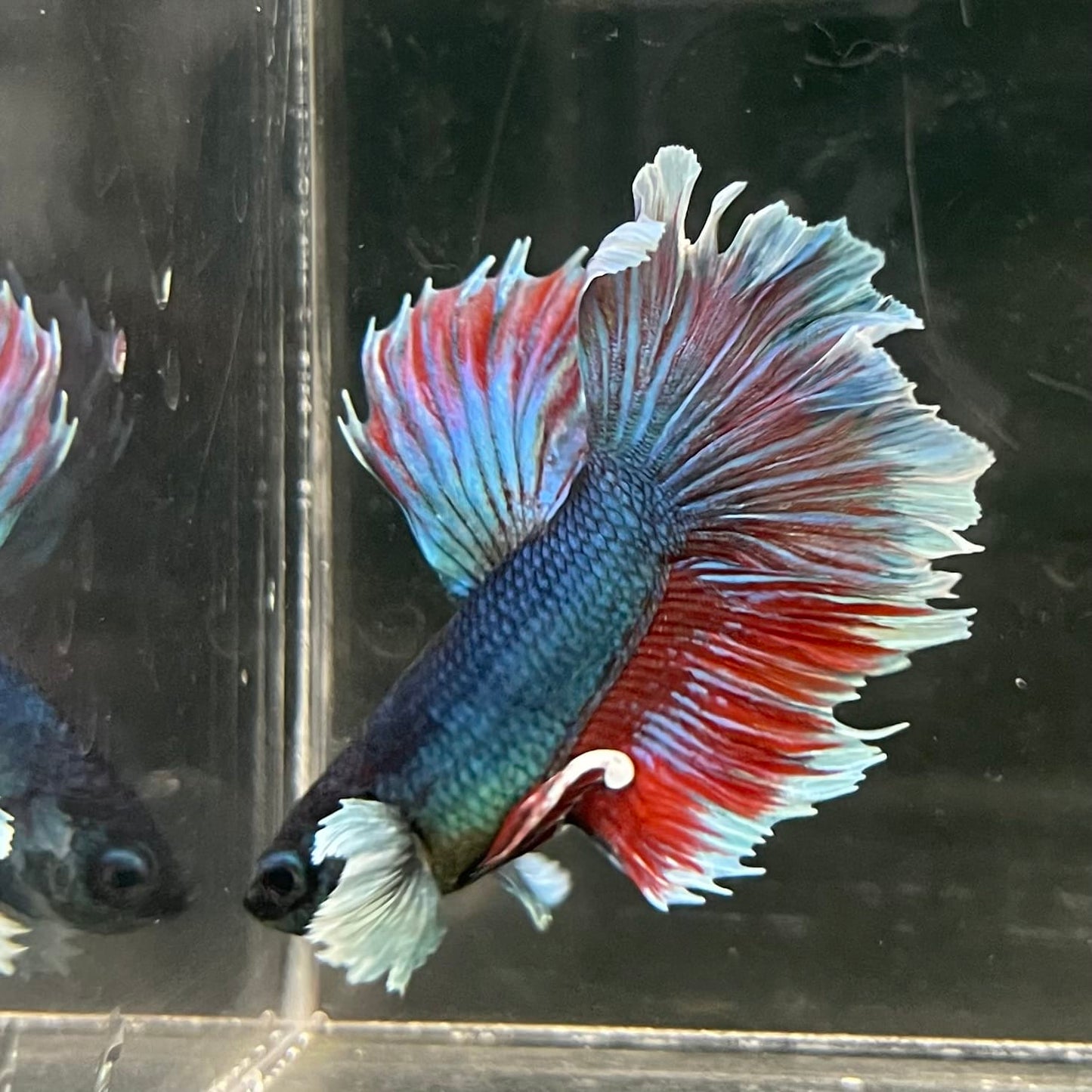 the-fish-farm Male Betta Male Betta - One Only - 9 Choose your favourite Male Betta from The Fish Farm Australia