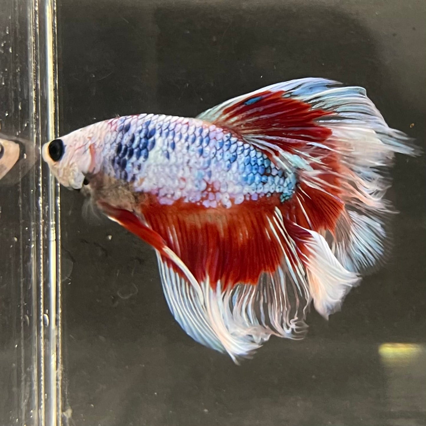 the-fish-farm Male Betta Male Betta - One Only - 9 Choose your favourite Male Betta from The Fish Farm Australia