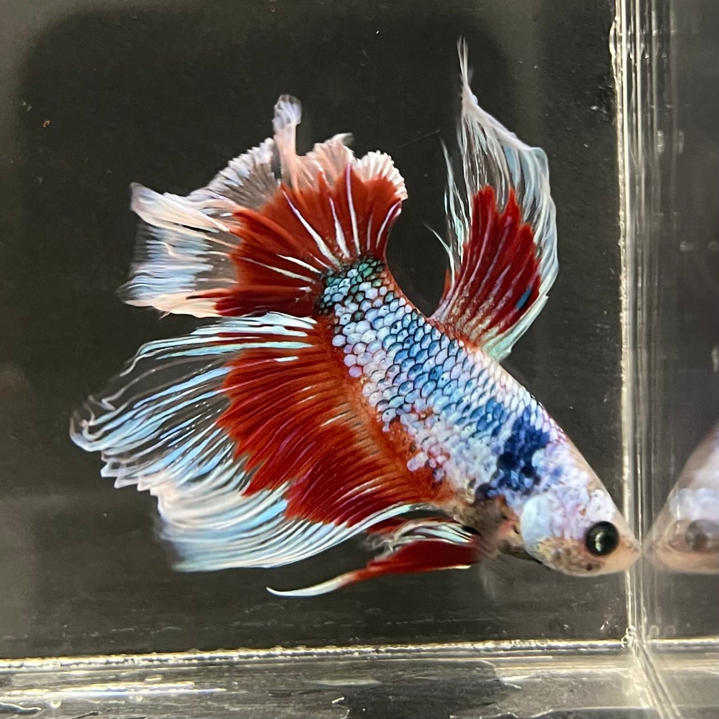 the-fish-farm Male Betta Male Betta - One Only - 9 Choose your favourite Male Betta from The Fish Farm Australia