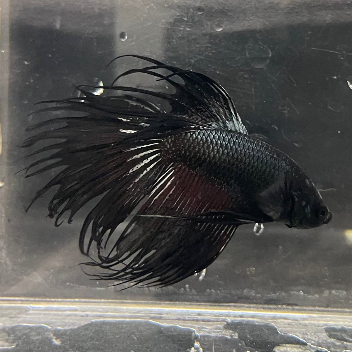 the-fish-farm Male Betta Male Betta - One Only - 9 Choose your favourite Male Betta from The Fish Farm Australia