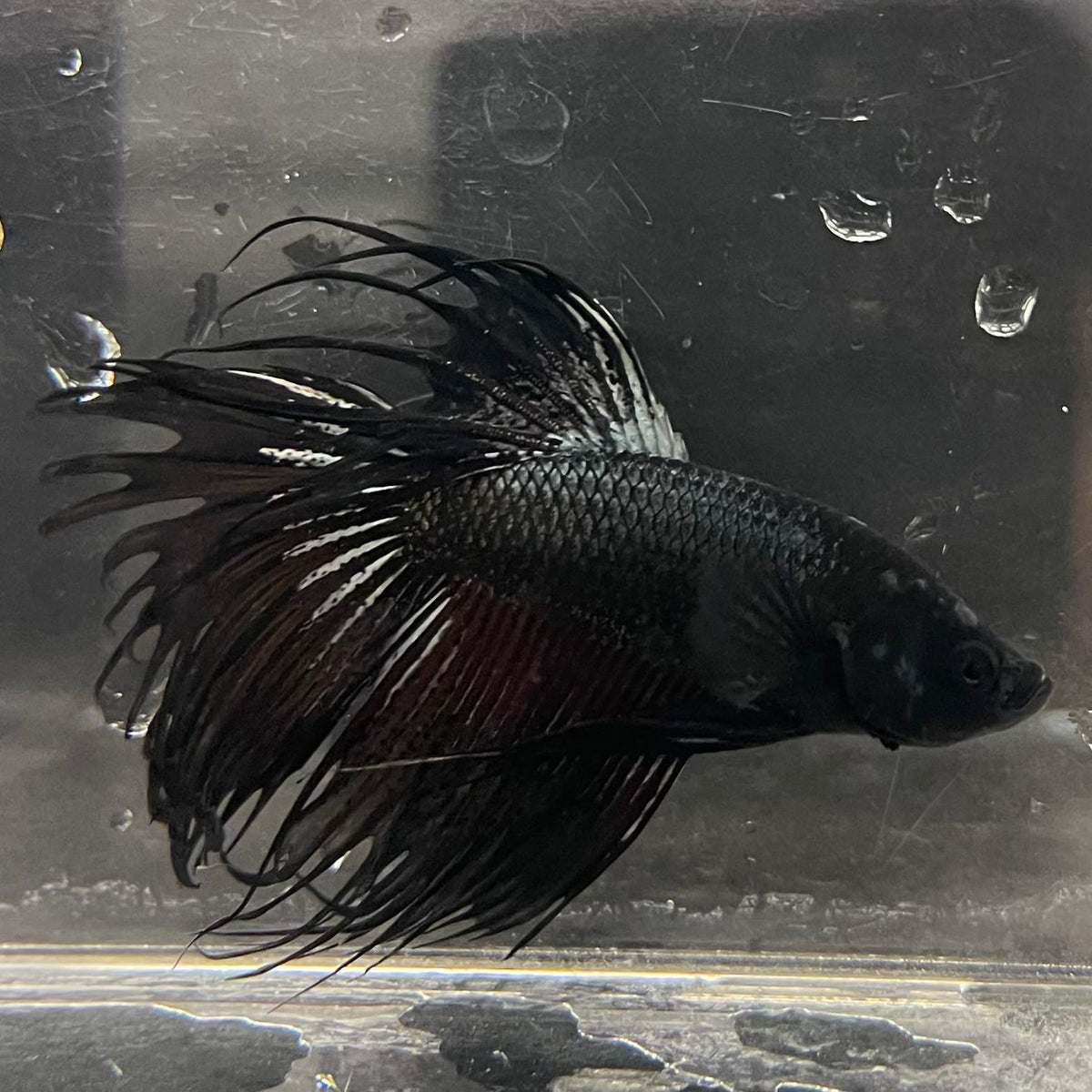 the-fish-farm Male Betta Male Betta - One Only - 9 Choose your favourite Male Betta from The Fish Farm Australia