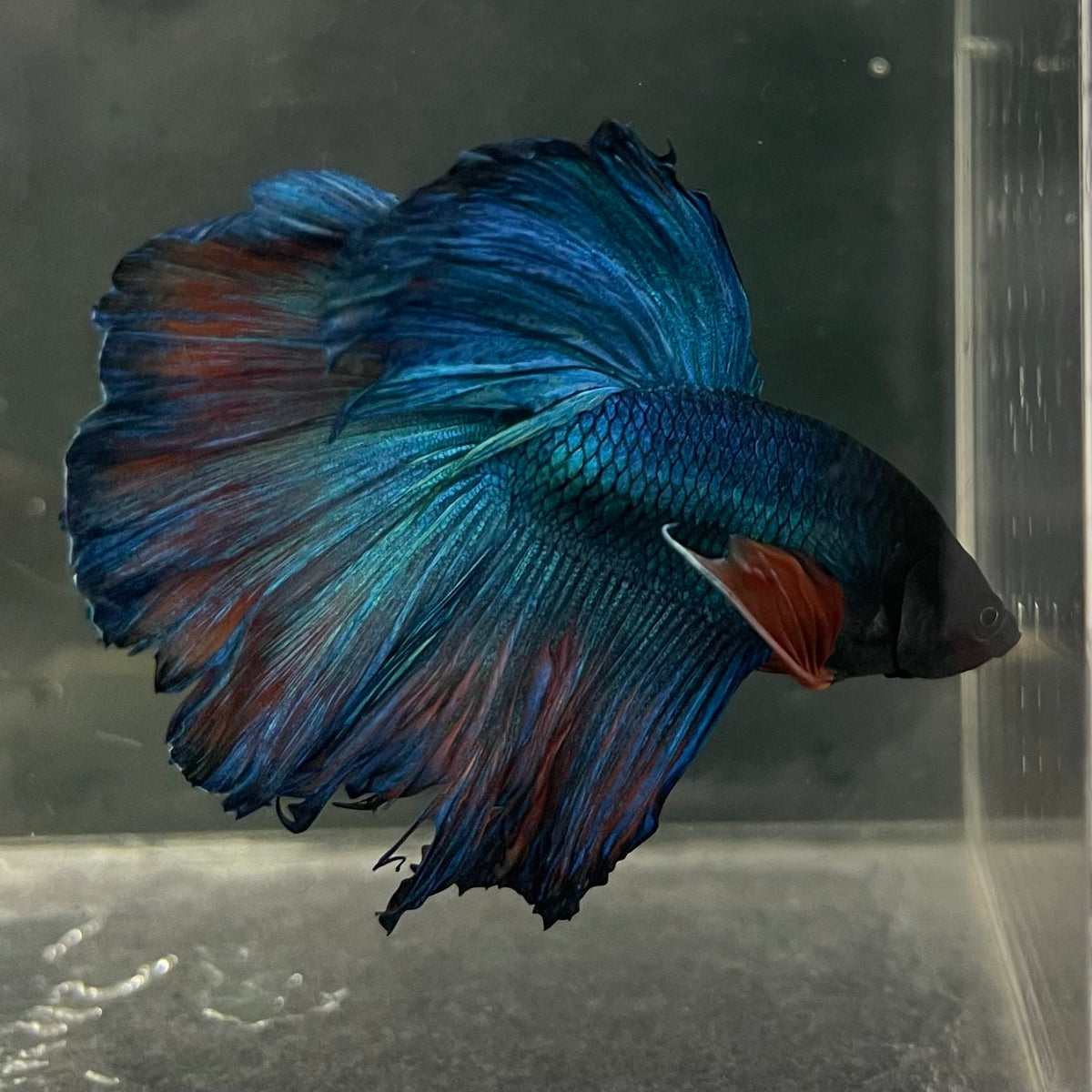 the-fish-farm Male Betta Male Betta - One Only - 9 Choose your favourite Male Betta from The Fish Farm Australia