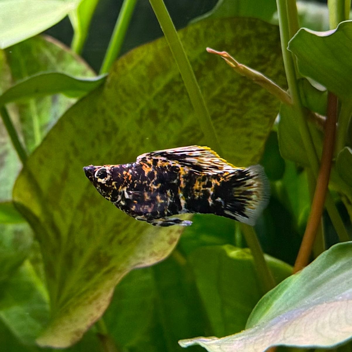 the-fish-farm Molly Balloon Molly - Marble 3.5cm Marble Balloon Molly 3.5cm - The Fish Farm