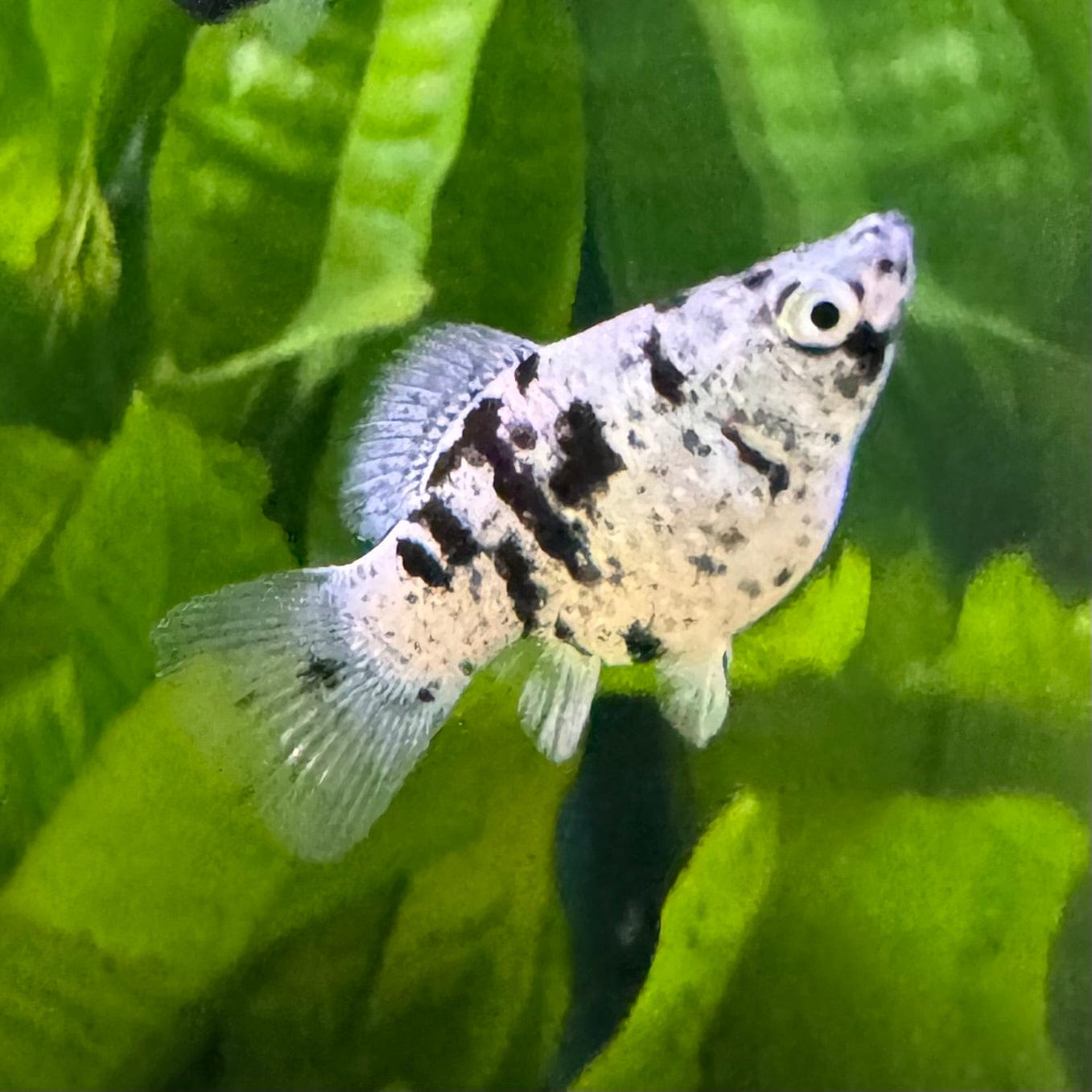 the-fish-farm Molly Balloon Molly - Marble 3.5cm Marble Balloon Molly 3.5cm - The Fish Farm