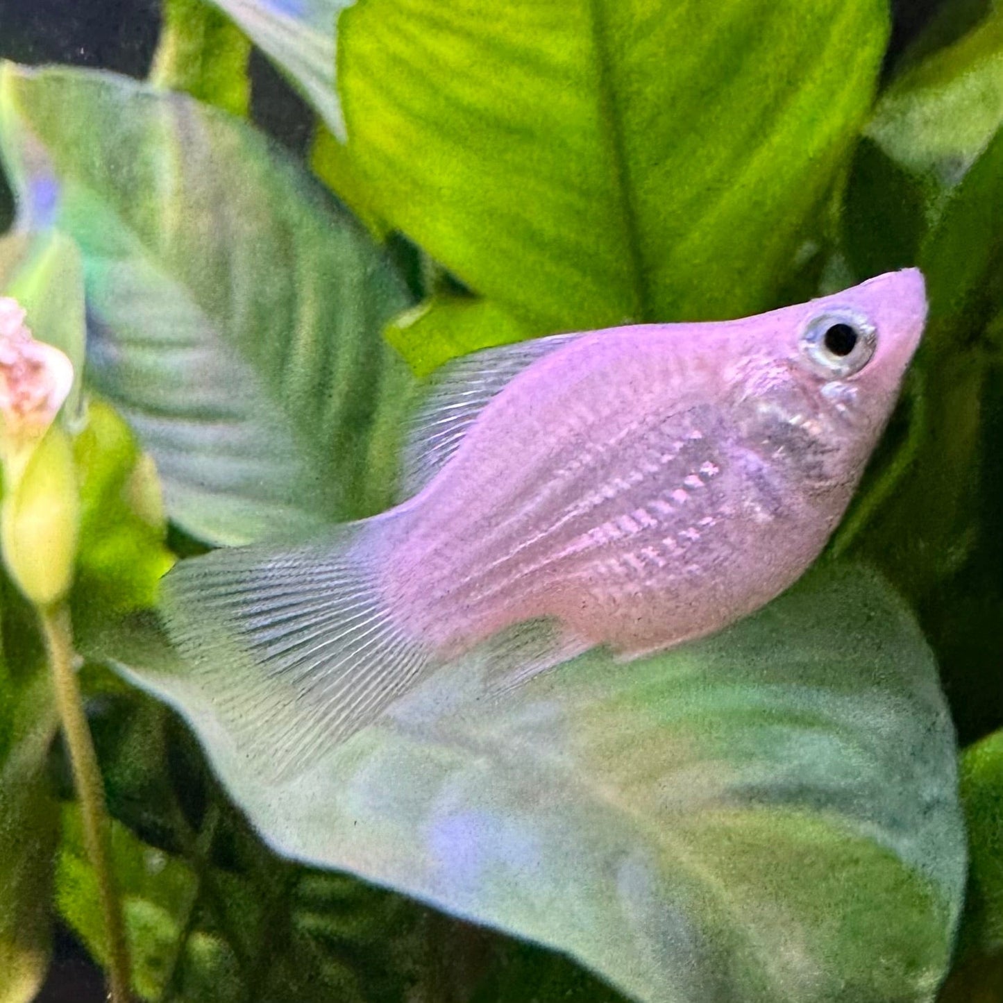 the-fish-farm Molly Balloon Molly - Silver 3.5cm Silver Balloon Molly 3.5cm - The Fish Farm