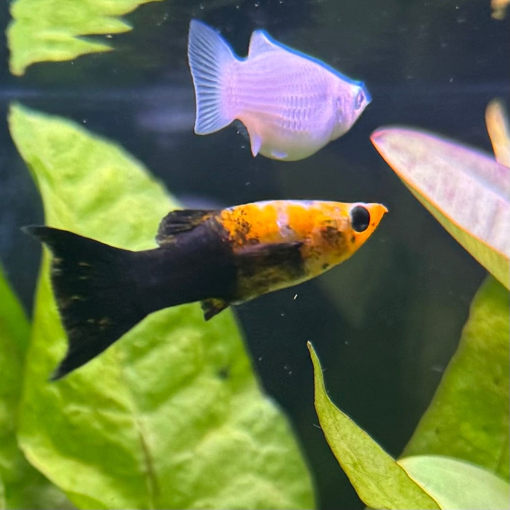 the-fish-farm Molly Lyretail Molly - Assorted Colours Assorted Coloured Lyretail Molly - The Fish Farm