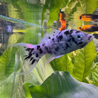 the-fish-farm Molly Lyretail Molly - Assorted Colours Assorted Coloured Lyretail Molly - The Fish Farm