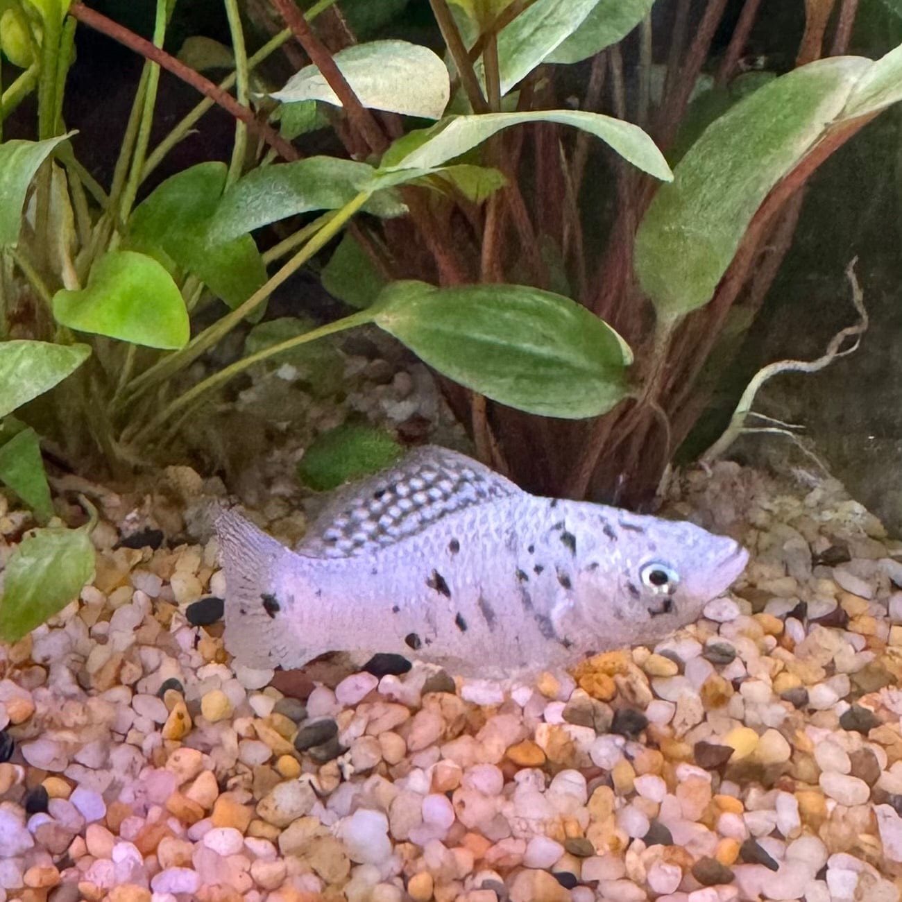 the-fish-farm Molly Molly - Assorted Colours Molly - Assorted Colours - The Fish Farm