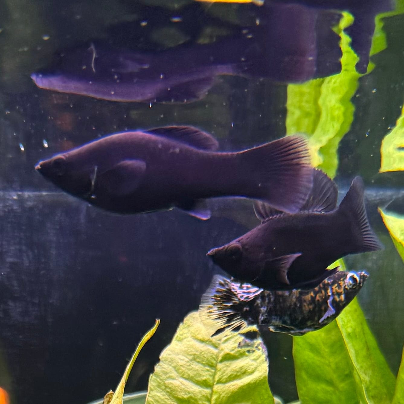 the-fish-farm Molly Molly - Black 5cm Black Molly 5cm - The Fish Farm