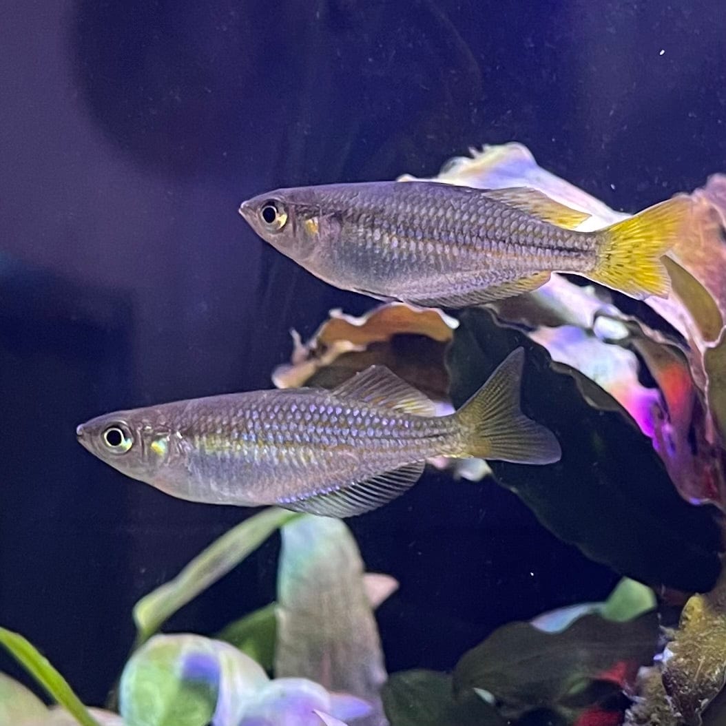 the-fish-farm Native Assorted Rainbow Native Fish 3-4cm Assorted Colour Native Rainbow Fish 5cm - The Fish Farm