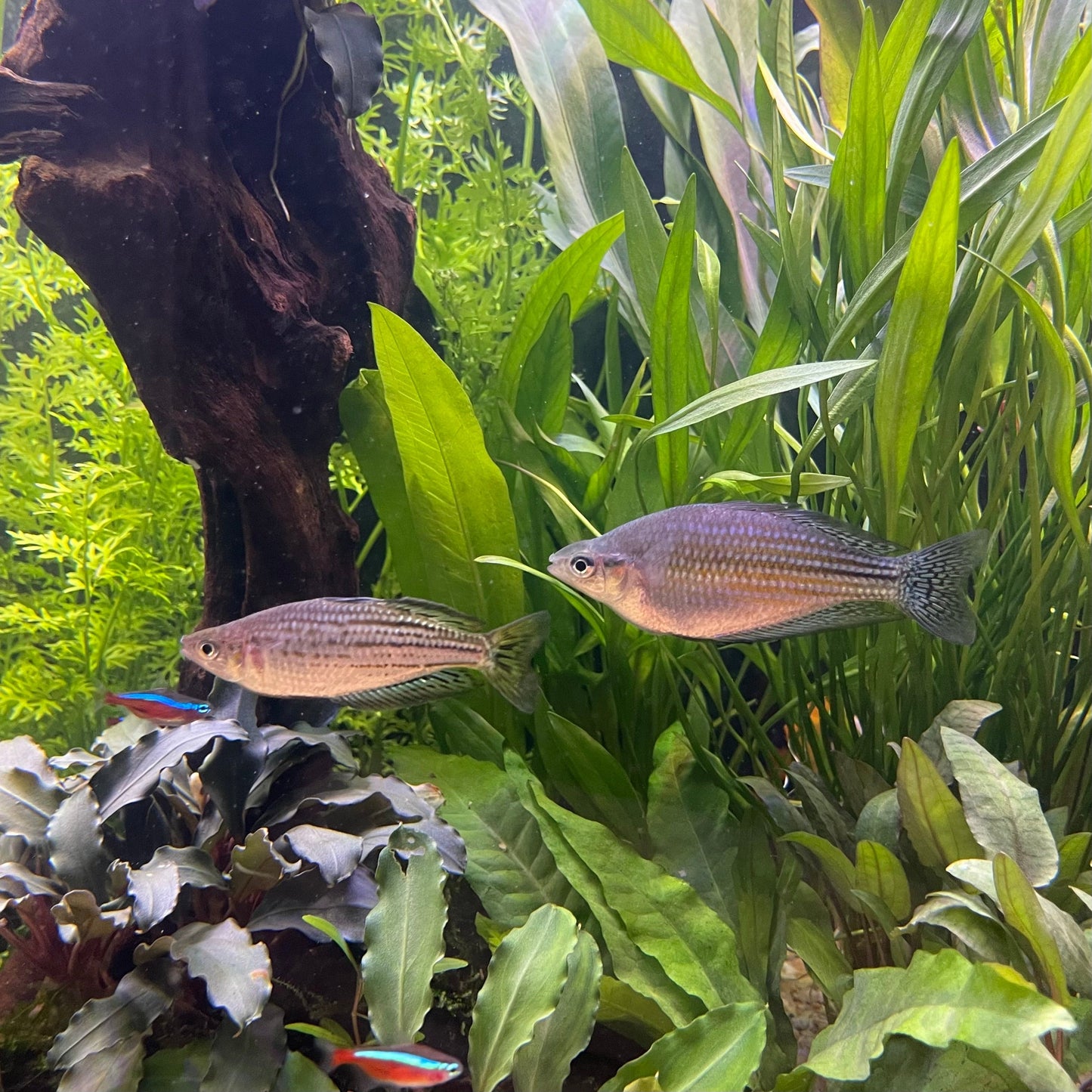 the-fish-farm Native Assorted Rainbow Native Fish 3-4cm Assorted Colour Native Rainbow Fish 5cm - The Fish Farm