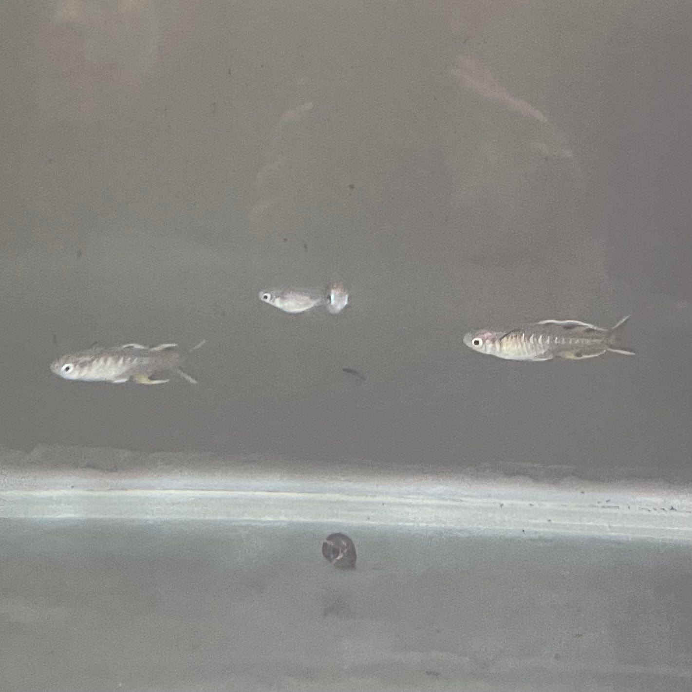 the-fish-farm Native Pacific Blue Eyes 1.5-3cm Pacific Blue Eyes - The Fish Farm