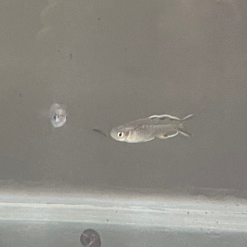 the-fish-farm Native Pacific Blue Eyes 1.5-3cm Pacific Blue Eyes - The Fish Farm