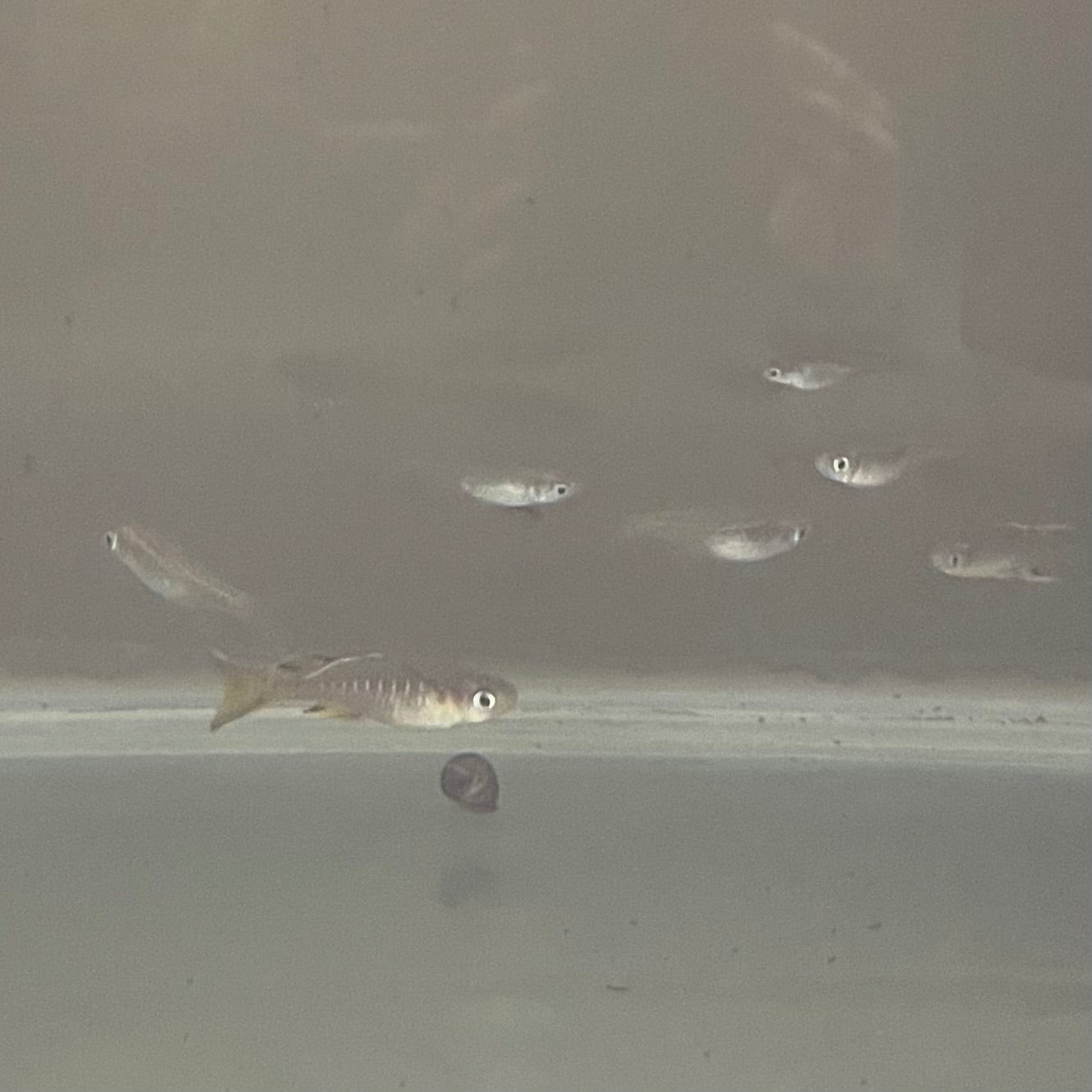 the-fish-farm Native Pacific Blue Eyes 1.5-3cm Pacific Blue Eyes - The Fish Farm