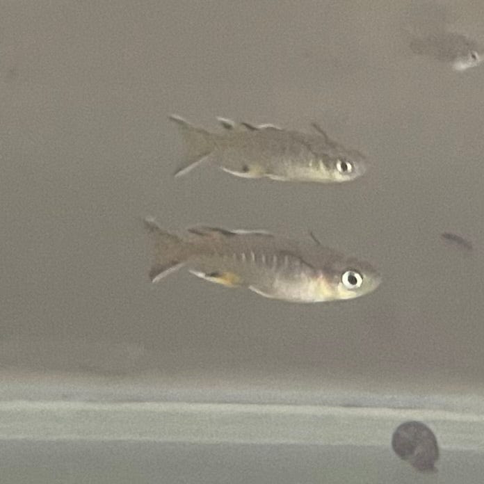 the-fish-farm Native Pacific Blue Eyes 1.5-3cm Pacific Blue Eyes - The Fish Farm