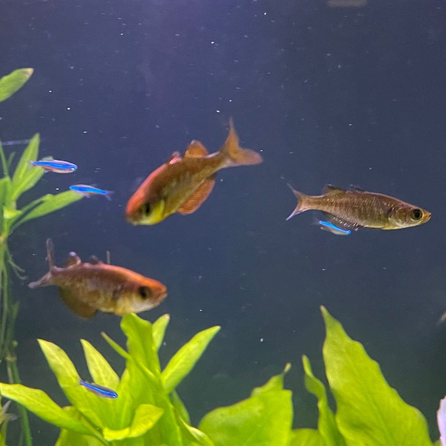 the-fish-farm Native Red Rainbow 5cm Red Rainbow 5cm - The Fish Farm