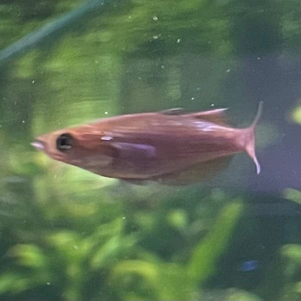 the-fish-farm Native Red Rainbow 5cm Red Rainbow 5cm - The Fish Farm
