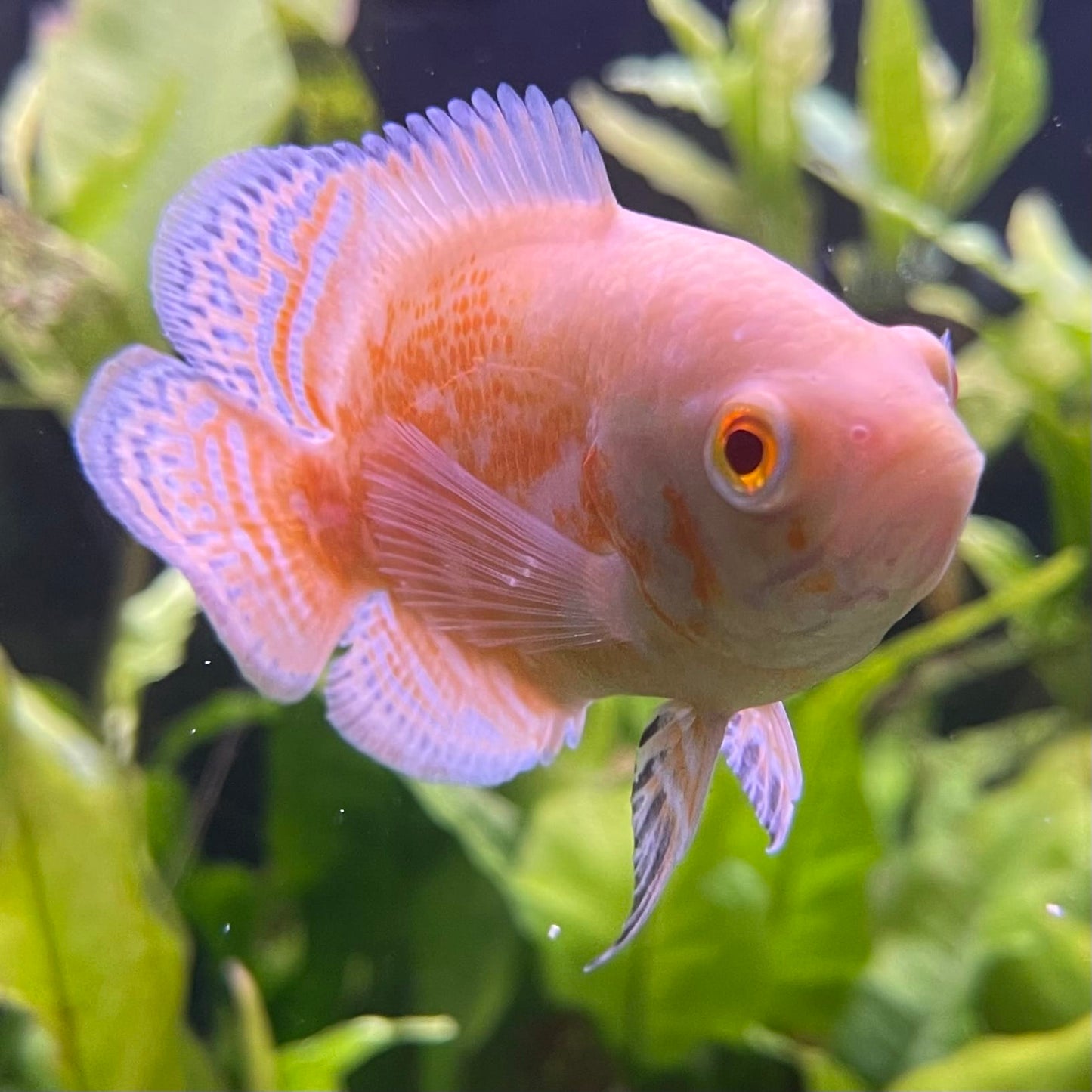 the-fish-farm Oscar Albino Tiger Oscar Albino Tiger Oscar - The Fish Farm