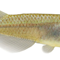 the-fish-farm Other Medakas Golden 3cm Medakas Golden 3cm - The Fish Farm
