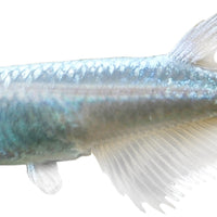 the-fish-farm Other Medakas Platinum 3cm Medakas Platinum 3cm- The Fish Farm