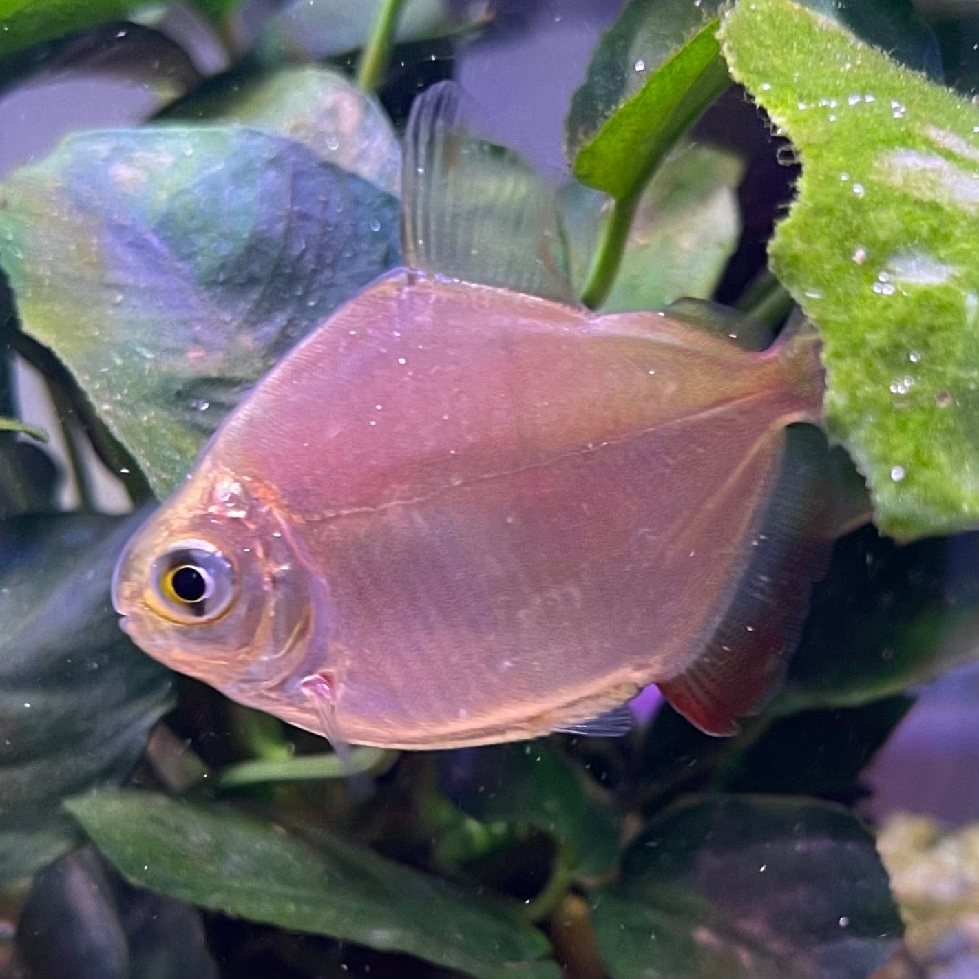 Silver Dollar The Fish Farm