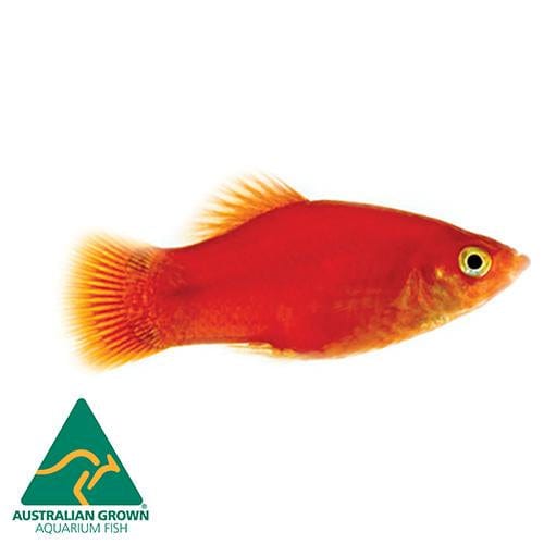 the-fish-farm Platy Platy - Assorted Colours Platy Assorted Colours - The Fish Farm