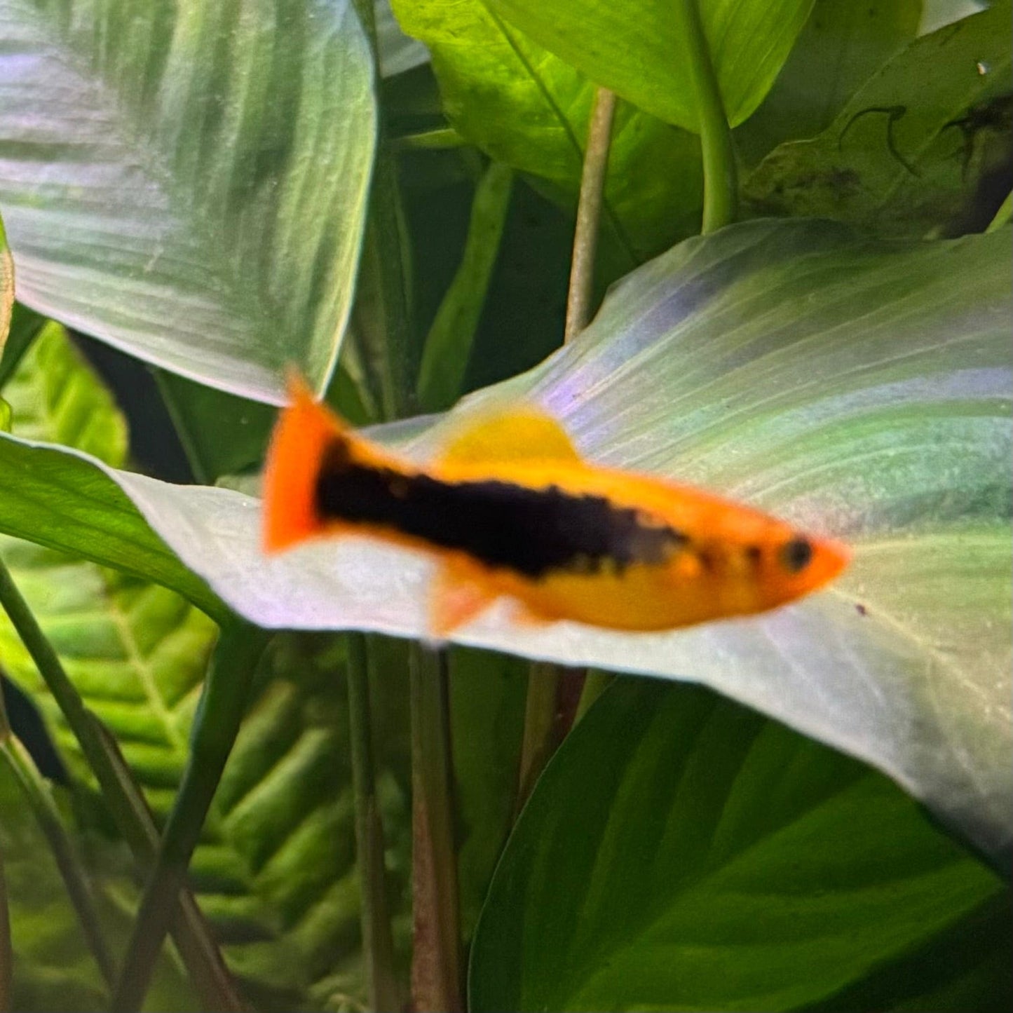 the-fish-farm Platy Platy - Assorted Colours Platy Assorted Colours - The Fish Farm