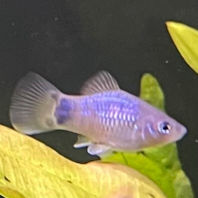 the-fish-farm Platy Platy - Blue Mickey Mouse 3-4cm Buy Blue Mickey Mouse Platies from The Fish Farm Australia