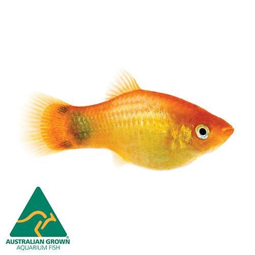the-fish-farm Platy Platy - Glowlight Mickey Mouse 4cm Platy Glowlight Mickey Mouse 4cm - The Fish Farm