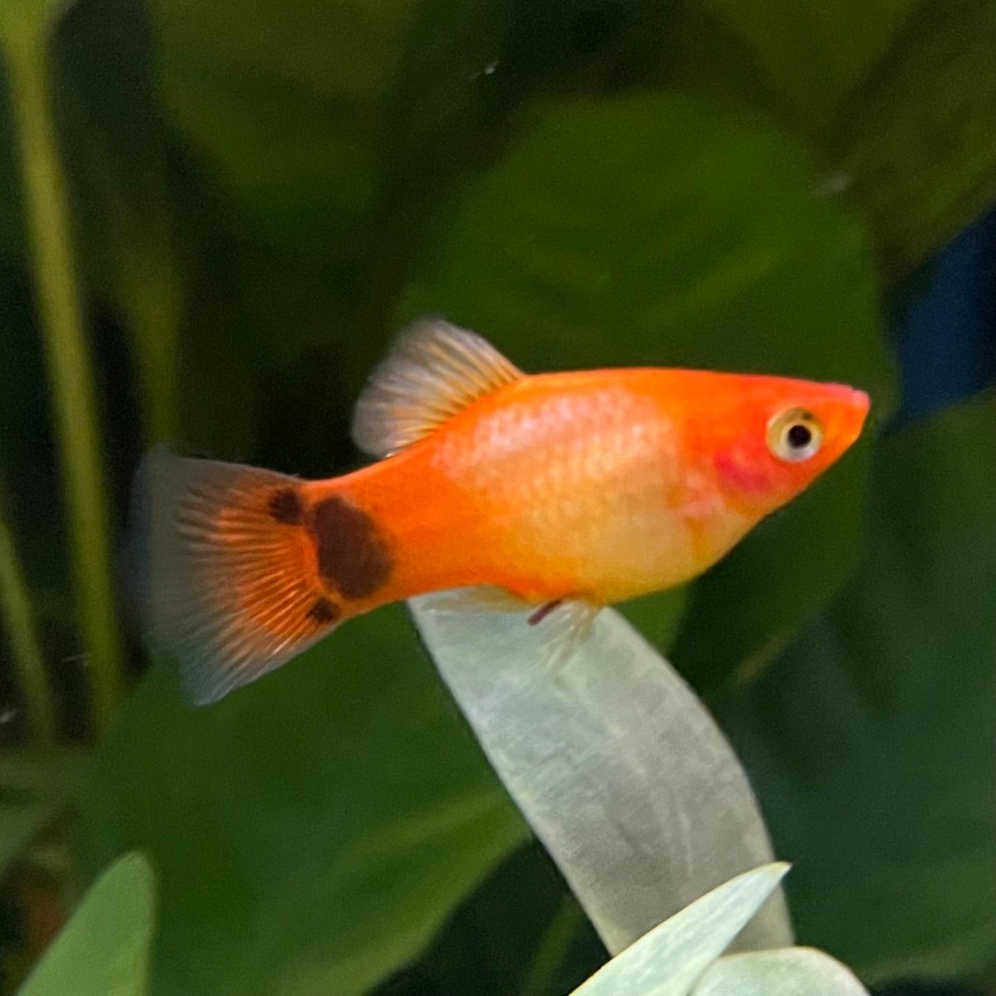 the-fish-farm Platy Platy - Glowlight Mickey Mouse 4cm Platy Glowlight Mickey Mouse 4cm - The Fish Farm