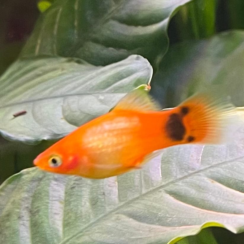 the-fish-farm Platy Platy - Glowlight Mickey Mouse 4cm Platy Glowlight Mickey Mouse 4cm - The Fish Farm