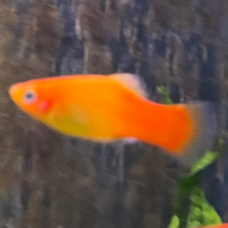 the-fish-farm Platy Platy - Glowlight Sunset 3-4cm Buy Platy Glowlight Sunset 4cm - The Fish Farm