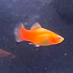 the-fish-farm Platy Platy - Glowlight Sunset 3-4cm Buy Platy Glowlight Sunset 4cm - The Fish Farm