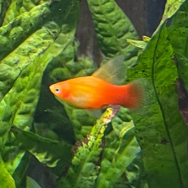 the-fish-farm Platy Platy - Glowlight Sunset 3-4cm Buy Platy Glowlight Sunset 4cm - The Fish Farm