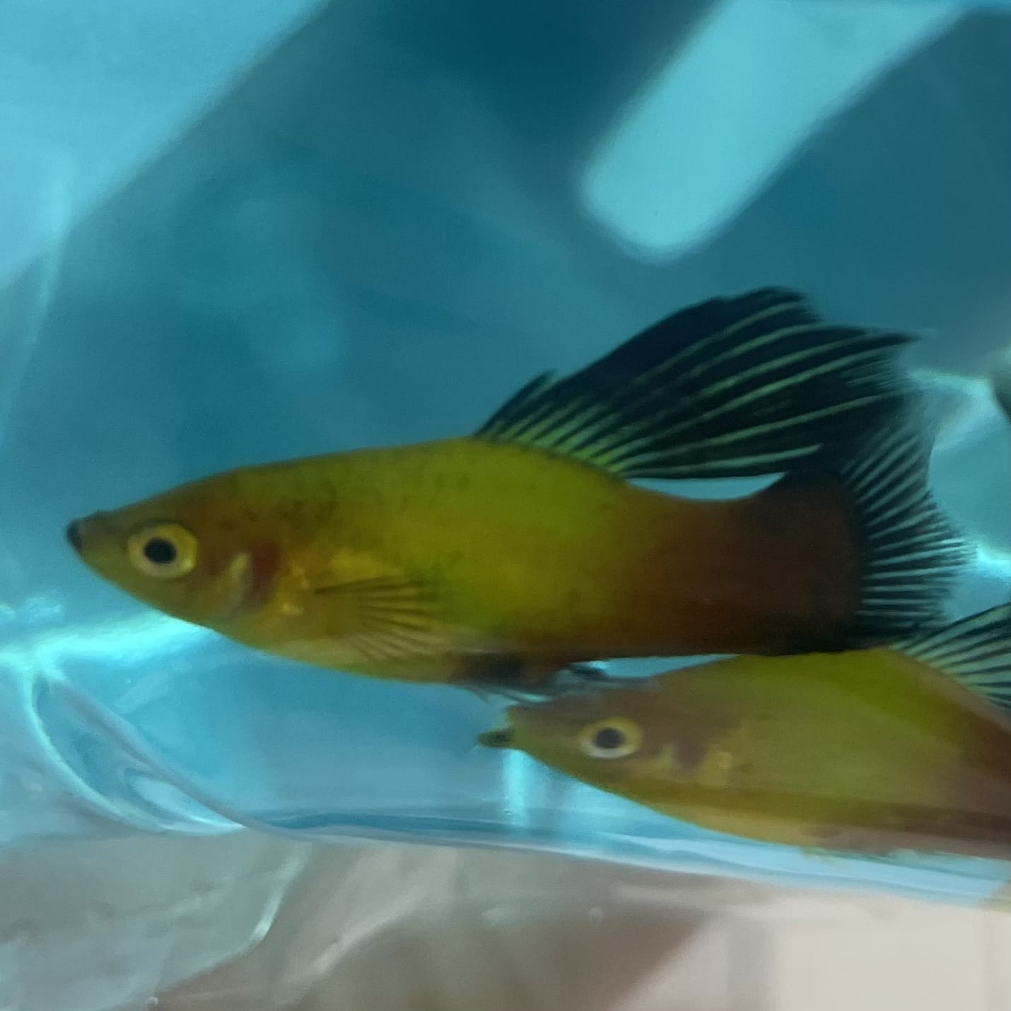 the-fish-farm Platy Platy - Glowlight Wagtail 3-4cm Buy Aquarium Fish Glowlight Wagtail Platies from The Fish Farm Australia