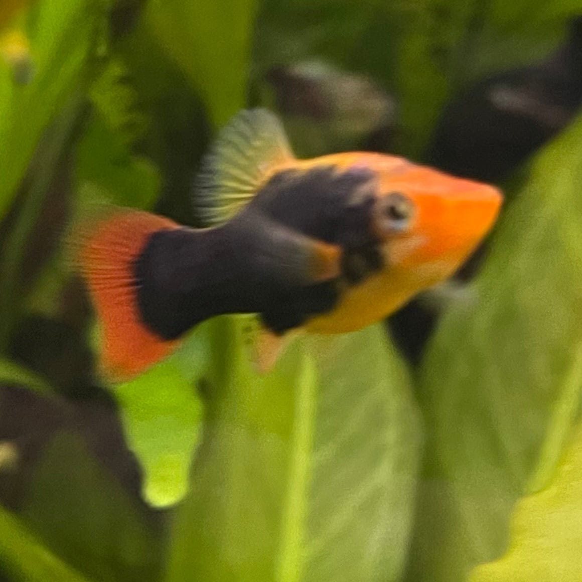 the-fish-farm Platy Platy - Gold Tuxedo 3-4cm Coral Red Platy 3-4cm - The Fish Farm