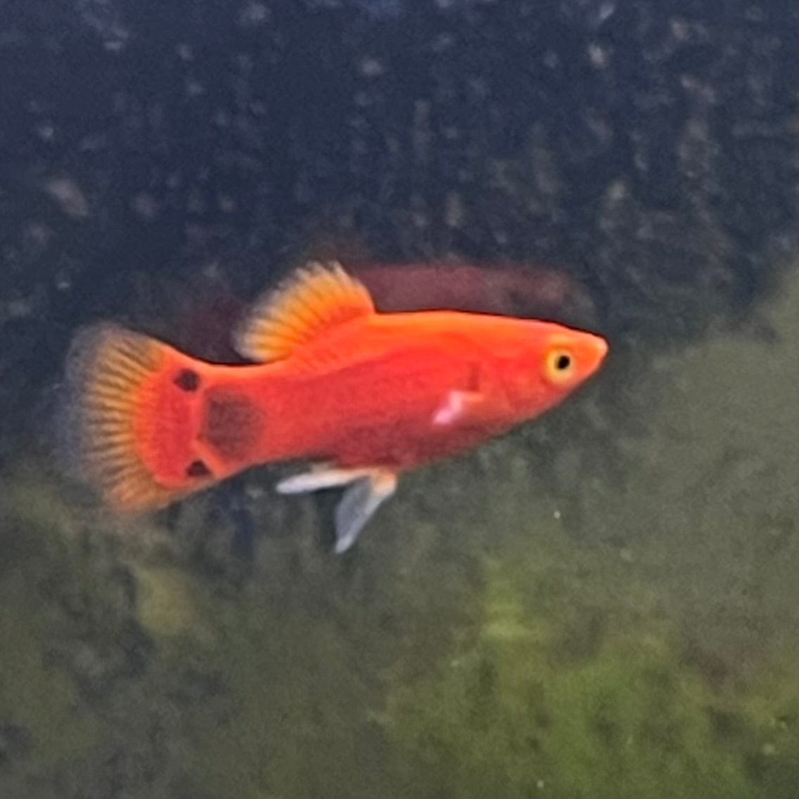 the-fish-farm Platy Platy - Red Mickey Mouse 3-4cm Red Mickey Platy 4cm - The Fish Farm