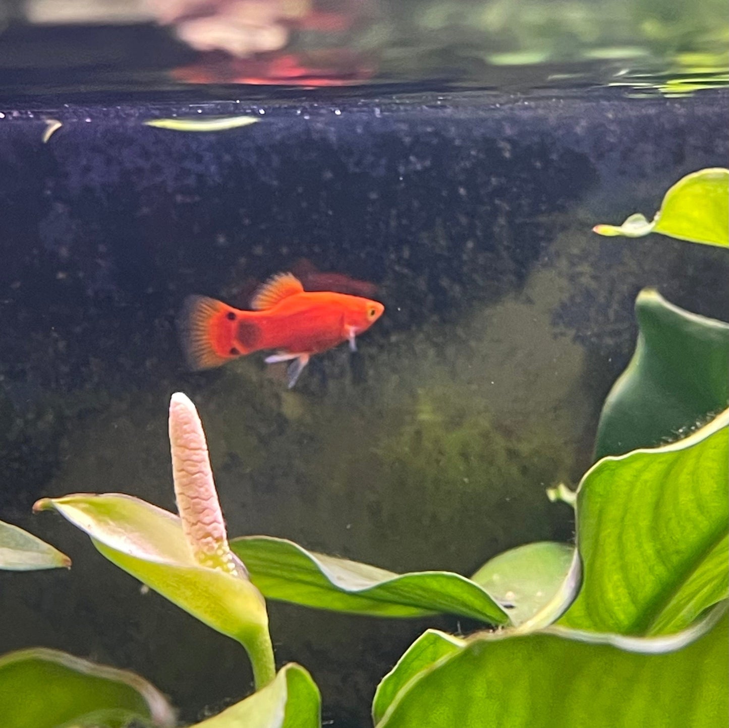 the-fish-farm Platy Platy - Red Mickey Mouse 3-4cm Red Mickey Platy 4cm - The Fish Farm