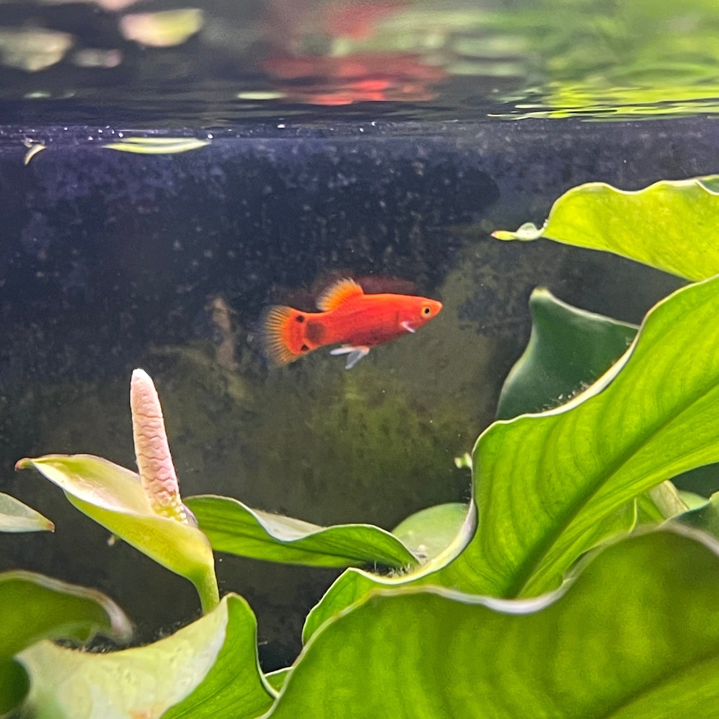 the-fish-farm Platy Platy - Red Mickey Mouse 3-4cm Red Mickey Platy 4cm - The Fish Farm