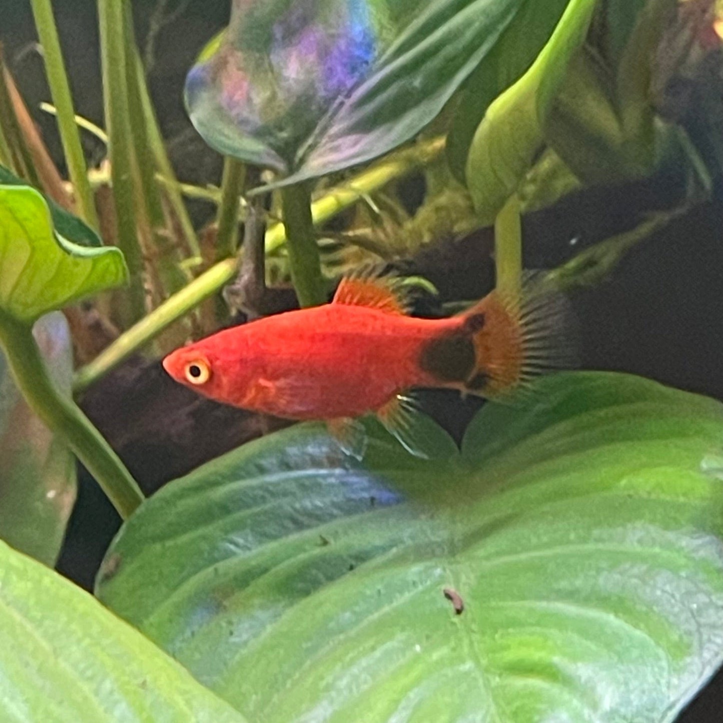 the-fish-farm Platy Platy - Red Mickey Mouse 3-4cm Red Mickey Platy 4cm - The Fish Farm