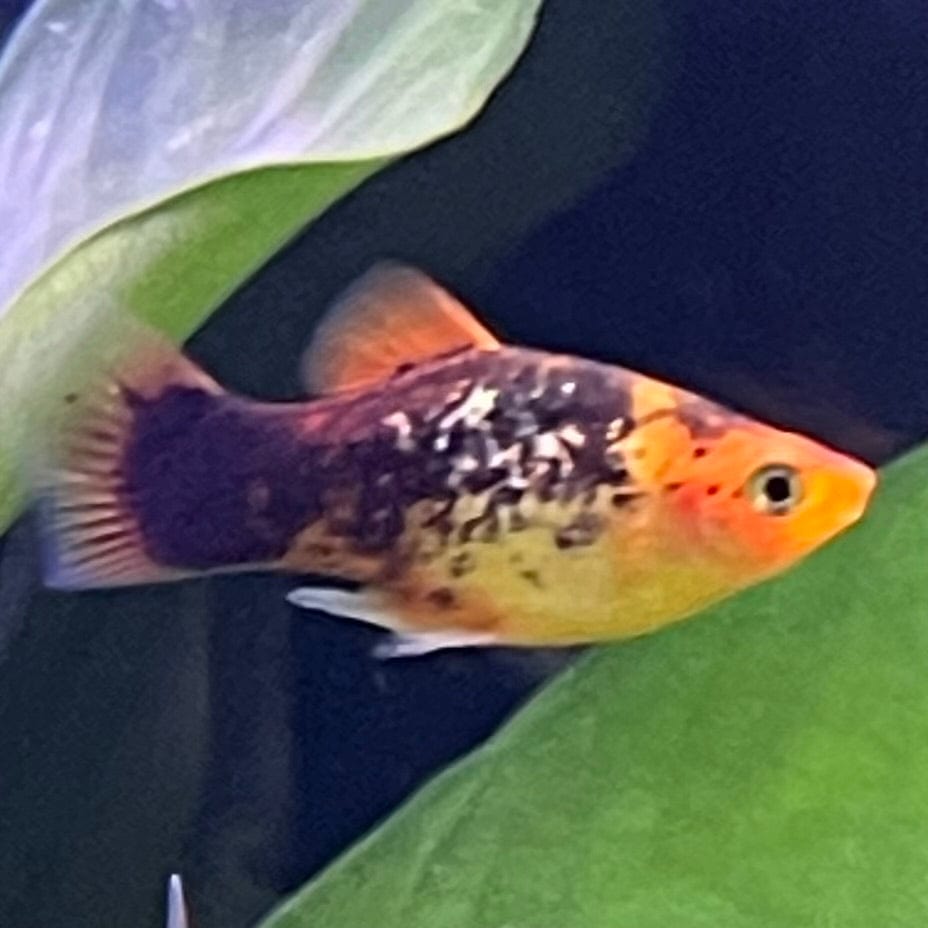the-fish-farm Platy Platy - Red Speckled 4cm Buy Platy Red Speckled - The Fish Farm Australia