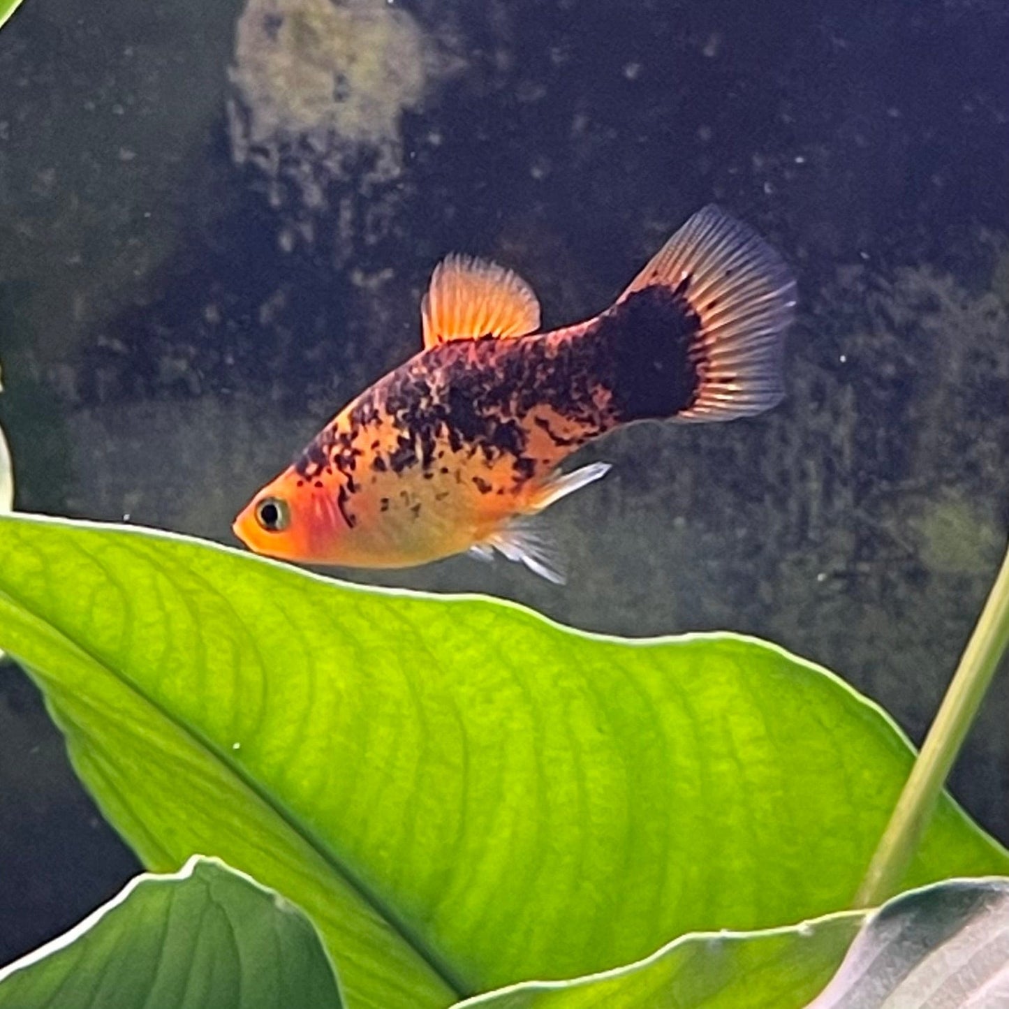 the-fish-farm Platy Platy - Red Speckled 4cm Buy Platy Red Speckled - The Fish Farm Australia