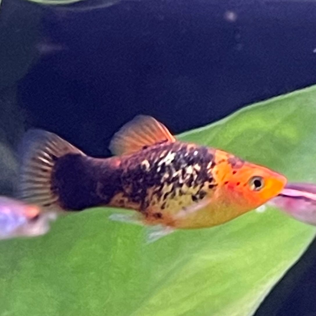 the-fish-farm Platy Platy - Red Speckled 4cm Buy Platy Red Speckled - The Fish Farm Australia
